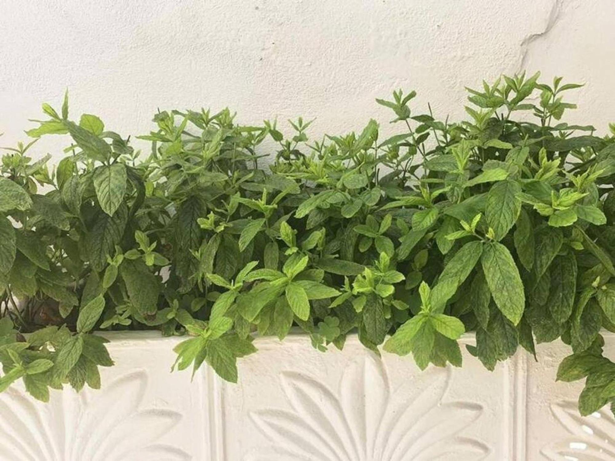 Dolce Vita - In The Heart Of Lefkada - Lefkada Bnb Bagian luar foto